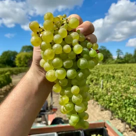 了解法國Loire地區 - 芝士及葡萄酒配搭大師班 - 6月11日星期三 (Loire Valley Wine and Cheese MasterClass event)