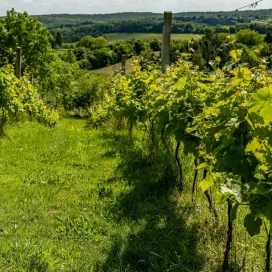 MasterClass Bordeaux Wine and Pairing Cheese WED 24th SEPTEMBER 2025